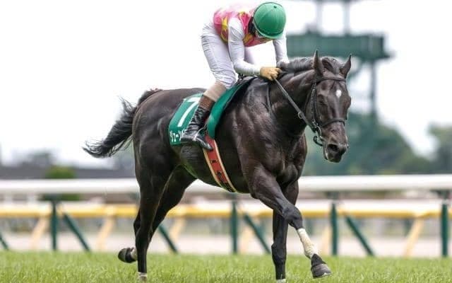 【東京HJ予想オッズ】ジューンベロシティが予想1番人気