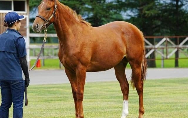 中内田充正厩舎の1億円馬 エピッククイーンが川田将雅騎手でデビュー勝ちなるか