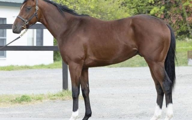 近親にGI馬が2頭 珍馬名のツウキンカイソクがデビュー勝ち狙う