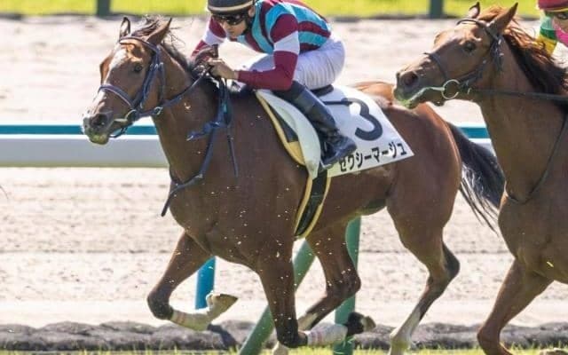 京都芝はまだイン有利 京都12Rはセクシーマージュが軸に最適だ