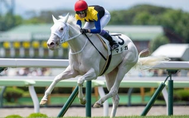【アルテミスS想定馬・騎手】マルガ、タイセイボーグなど11頭