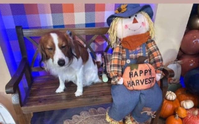 伝説の1日直後…大谷翔平が公開した“ひととき”　ハロウィン仕様のデコピンを投稿