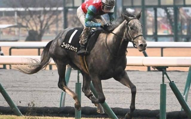 【豪・コーフィールドC結果】日本のゴールデンスナップは14着　ハーフユアーズがV