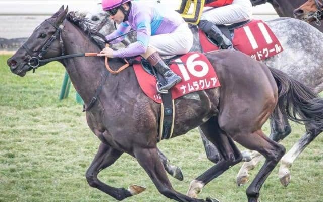 重賞5勝ナムラクレアの全弟 ナムラロダンがデビュー勝ちなるか