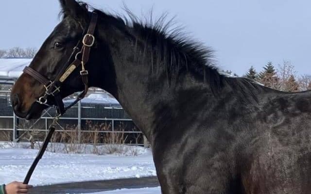 一族に活躍馬ズラリ 友道康夫厩舎のマジョレルブルーがデビュー勝ち狙う