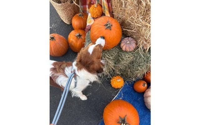 大谷翔平、愛犬デコピンの最新ショットを公開　束の間のオフ…カボチャを“パクッ”？