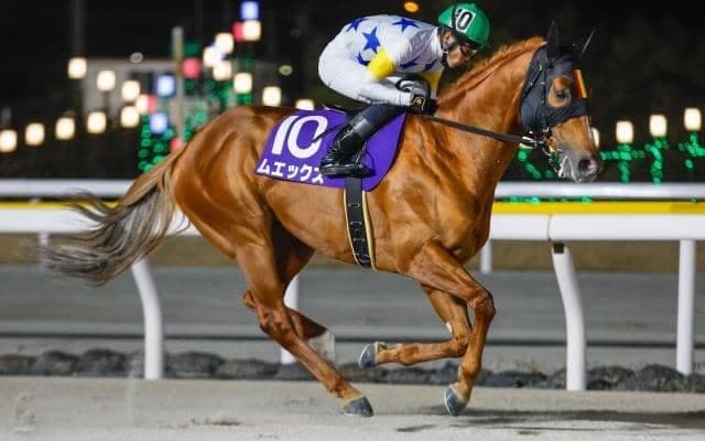 【大井・マイルグランプリ枠順】ダートグレード競走でも好走続くムエックスは2枠4番