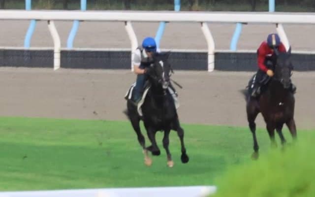 24年セレクト1歳で5億9000万円！ エムズビギンが日曜京都で初陣/関西馬メイクデビュー情報