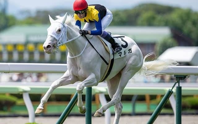 【アルテミスS想定騎手】マルガは武豊騎手、フィロステファニは川田将雅騎手