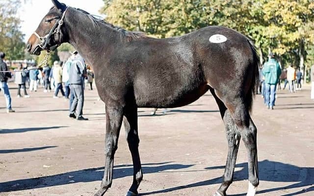 【ミックスセール2025】シゲルピンクルビーの2025は池谷誠一氏が5400万円で落札 母は21年フィリーズレビュー覇者