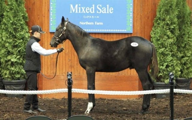 【ミックスセール2025】コントレイル産駒の良血馬に9000万円