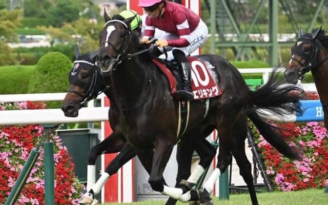 【菊花賞予想オッズ】エリキングが予想1番人気