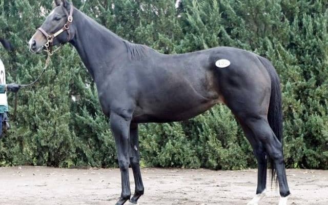 ミックスセール2025・繁殖牝馬 最高価格はJRA2勝馬「ミッキーマカロン」の4300万円