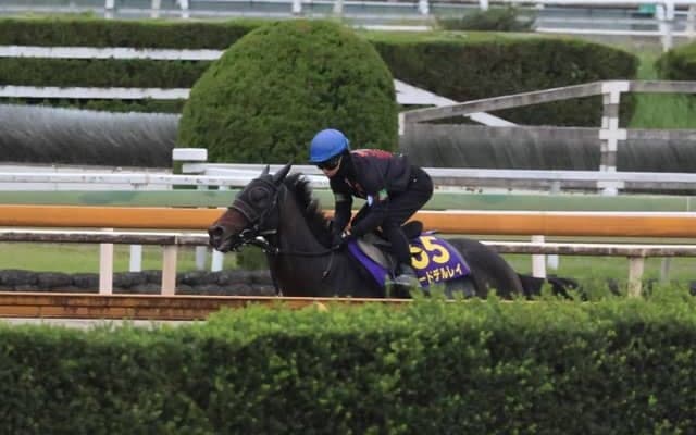 ロードデルレイなど、天皇賞(秋)1週前追い切り速報/栗東トレセンニュース
