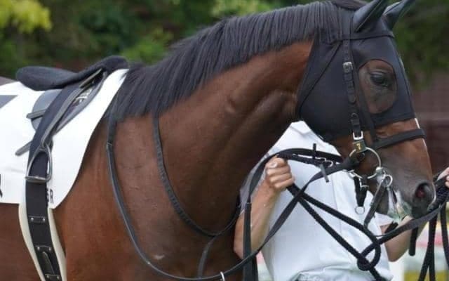 【菊花賞】歴代最多5勝の武豊騎手 マイユニバースで6年ぶり6勝目なるか