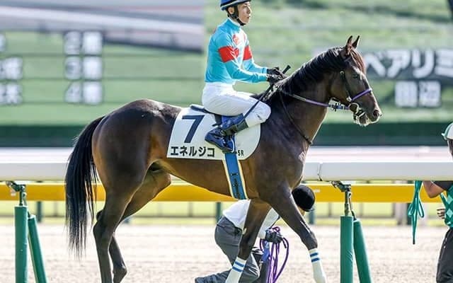 【菊花賞枠順確定】エネルジコは5枠9番、エリキングは7枠15番