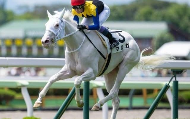 【アルテミスS出走馬・騎手確定】マルガ＆武豊騎手、フィロステファニ＆川田将雅騎手など10頭