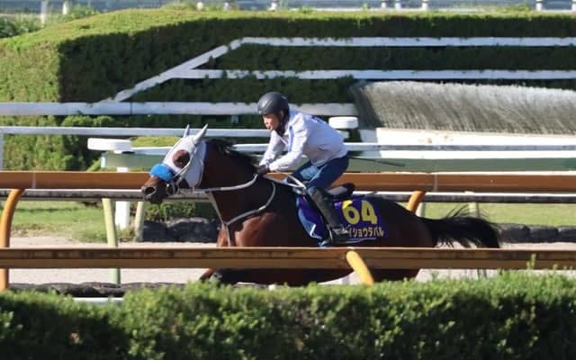 メイショウタバル、天皇賞(秋)1週前追い切り速報/栗東トレセンニュース