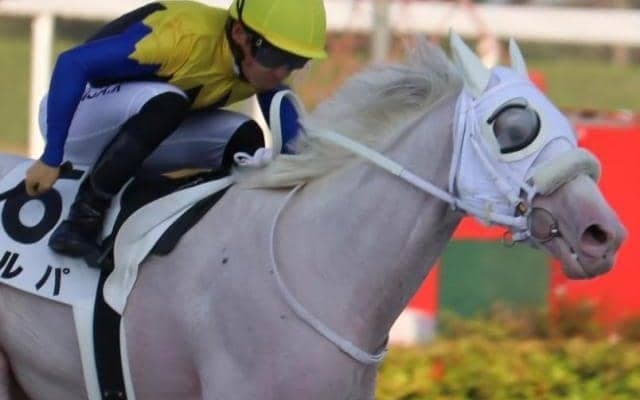 半姉はソダシ＆ママコチャ カルパが連勝なるか