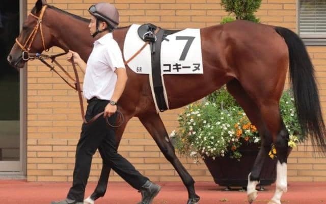 金子真人オーナーゆかりの良血馬 4歳のコキーヌが1年2カ月ぶりの実戦で初勝利狙う