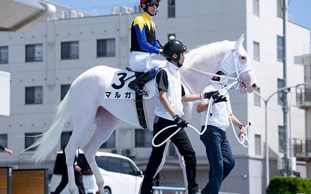 【アルテミスS枠順確定】マルガは7枠7番、フィロステファニは5枠5番