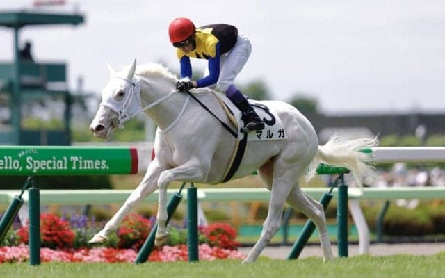 武豊騎手 今週の騎乗馬…白毛馬マルガと重賞参戦