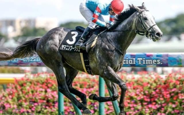 【菊花賞予想】3歳クラシック最終戦 “淀の急坂”を攻略しビッグタイトルをつかむのは