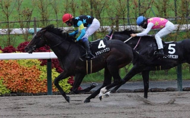 【カノープスS】シゲルショウグンがオープン2勝目