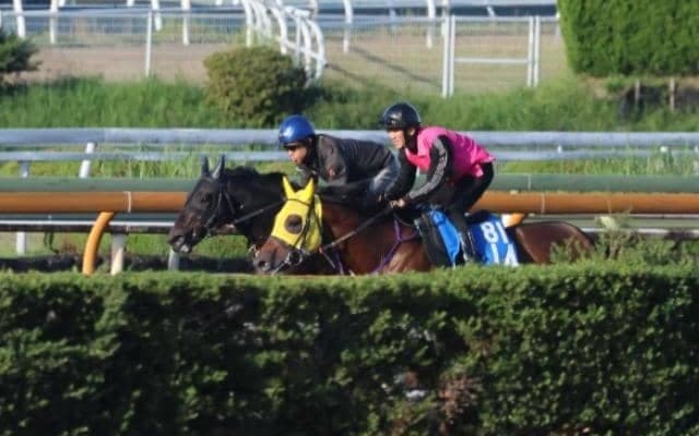 佐々木師「欠点の少ない馬」 スズカローズキングが土曜京都で初陣/関西馬メイクデビュー情報
