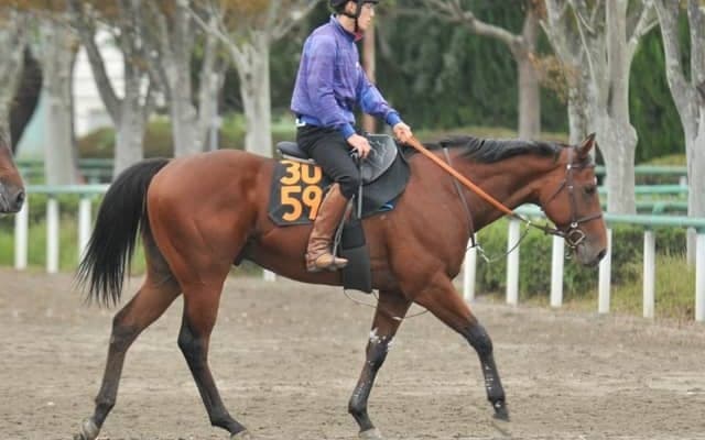 母アルビアーノはGIでも活躍 インディチャンプ産駒のイトシサが土曜東京で初陣/関東馬メイクデビュー情報