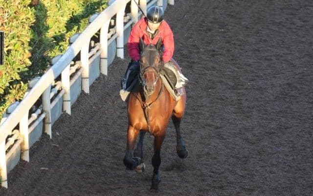 ヒットホームなど、先週のゲート試験/栗東トレセンニュース