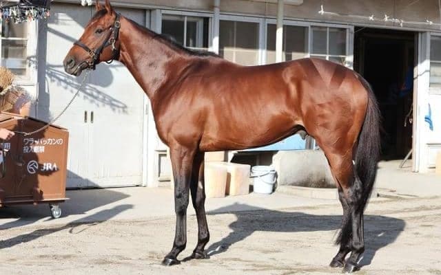 記者が「ケチがつけようのない好馬体」と絶賛 天皇賞(秋)でGI初制覇に期待する一頭とは