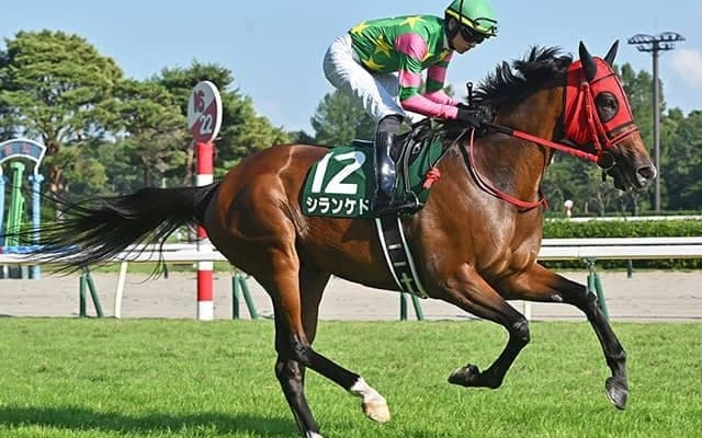 【天皇賞(秋)】15頭の香港馬名・馬名意味を紹介！『聽講』『宇宙雨林』はどの馬？