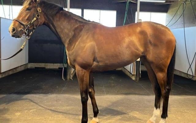 半姉は重賞3勝のプリモシーン モートンアイランドがデビュー勝ちなるか