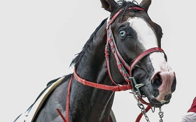 青い眼を持つ競走馬シンフォーエバー SNSで話題の\"魚目\"とは？