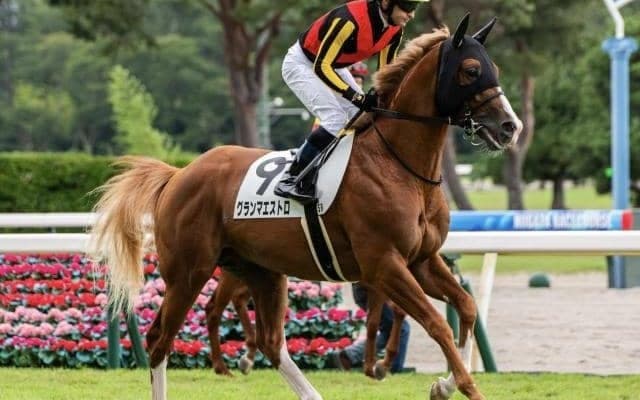 母は名牝グランアレグリア グランマエストロが2戦目で初勝利なるか