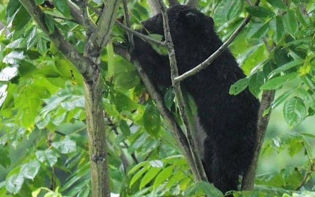クマ出没で駅伝の出場辞退　監督「安全を考慮」　秋田で開催の大会