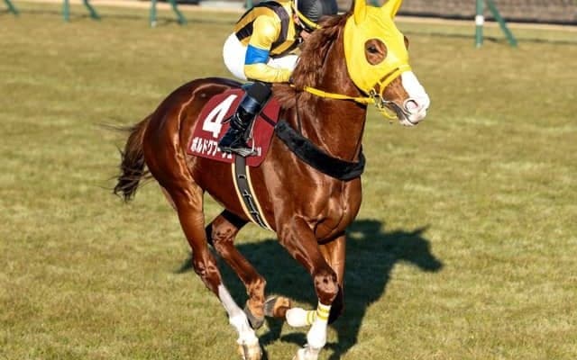 【AR共和国杯見どころ】ボルドグフーシュの復活に期待