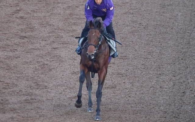 半兄は重賞2勝のギベオン 1.7億円馬のラヴェニュー/関西馬メイクデビュー情報