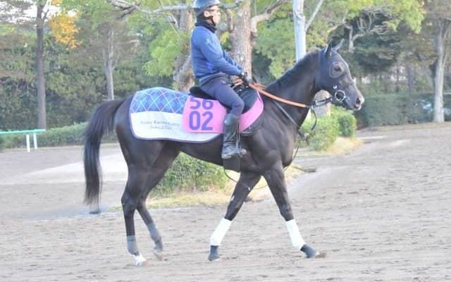 おじに重賞3勝シャケトラがいるミラージュノワール 宮田師「ポテンシャルは高いと思う」/関東馬メイクデビュー情報