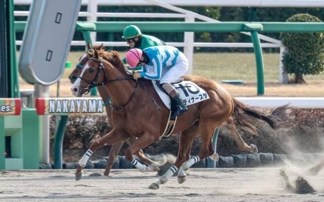 【京都JS予想オッズ】ディナースタが予想1番人気