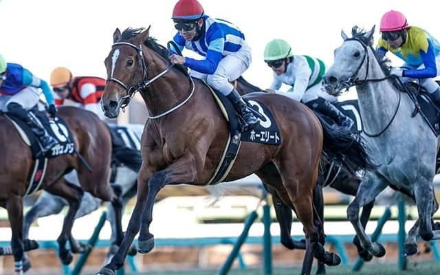 【AR共和国杯枠順確定】ホーエリートは6枠11番、スティンガーグラスは8枠18番