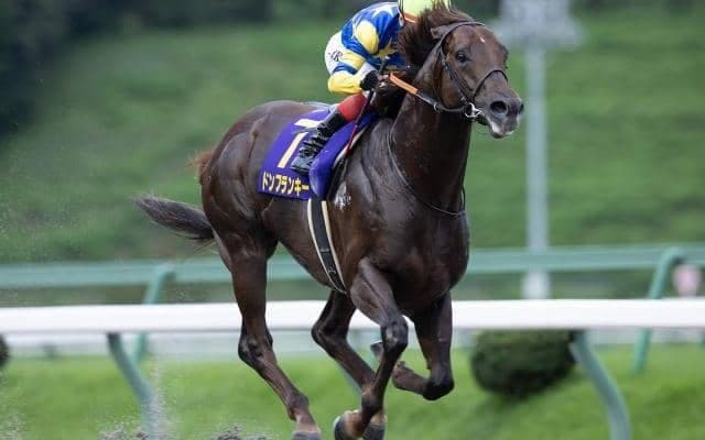 約600kgの馬体を誇るドンフランキーが登録抹消 優駿SSで種牡馬入りの予定