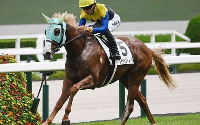 【京王杯2歳S枠順確定】ダイヤモンドノットは5枠10番、レッドスティンガーは8枠16番