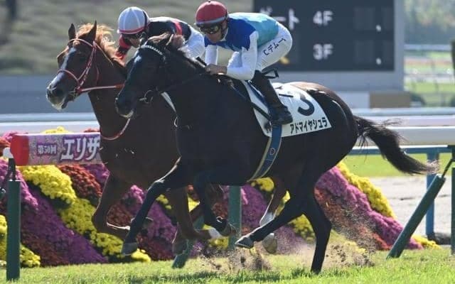 【京都5R新馬戦結果】エピファネイア産駒アドマイヤシュラが追い比べを制してV