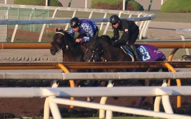 様々な調教パターンで念入りに調整 ジュンプリメーロが日曜京都で初陣/関西馬メイクデビュー情報