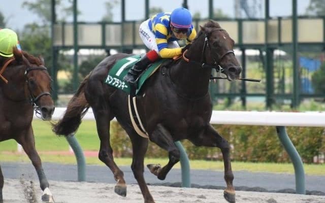 【先週のJRA抹消馬】ダート短距離重賞3勝のドンフランキー、昨年の六甲Sを制したボルザコフスキーなど