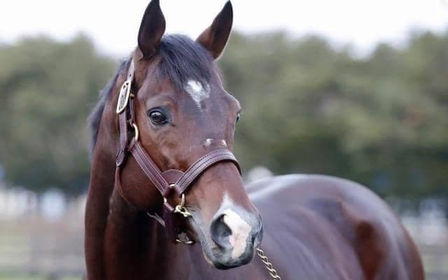22年・23年の地方年度代表馬イグナイター 種牡馬生活送るアロースタッドに到着