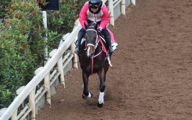 バルセシートなど、先週の入厩情報/栗東トレセンニュース