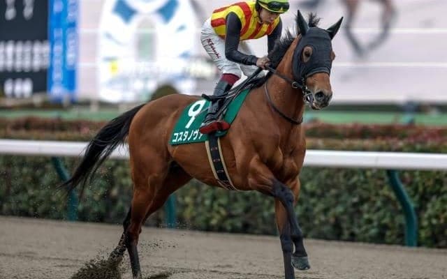 【武蔵野S予想オッズ】コスタノヴァが予想1番人気